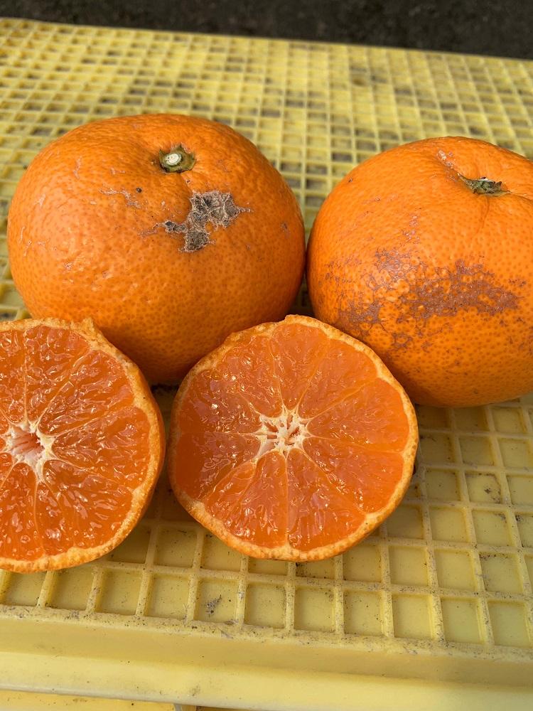 越冬本貯蔵 丹生みかん（にゅうけい） 約10kg  家庭用 混合サイズ ［高糖系］［マルシ農園］