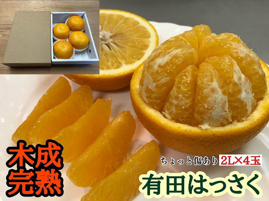 ちょっと 傷あり 4月 まで 木成 完熟 させた 有田 はっさく 大玉 2L × 4玉 茶小箱 南泰園 みかん