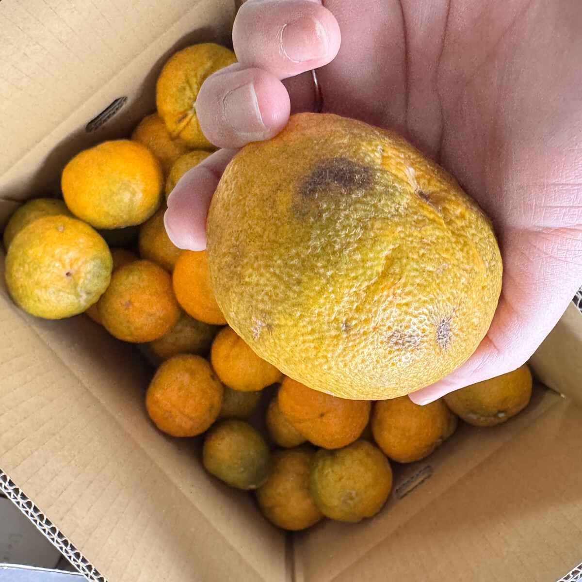 訳あり じゃばら 3kg (17～26玉)