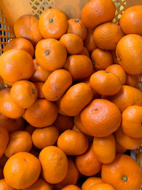 雜雁ャ譛ャ雋ッ阡オ 荳ケ逕溽ウサ縺ソ縺九sシ医↓繧縺縺代>シ 邏5kg 遘蜩 2Lス3L シサ鬮倡ウ也ウサシスシサ繝槭Ν繧キ霎イ蝨抵シス