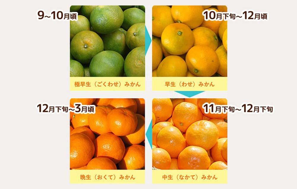 みかん Ｍサイズ 秀品 箱込 2.5kg (内容量約 2.3kg) 有田みかん 和歌山県産 産地直送 贈答用 ［2026年11月中旬より順次出荷予定］［みかんの会］