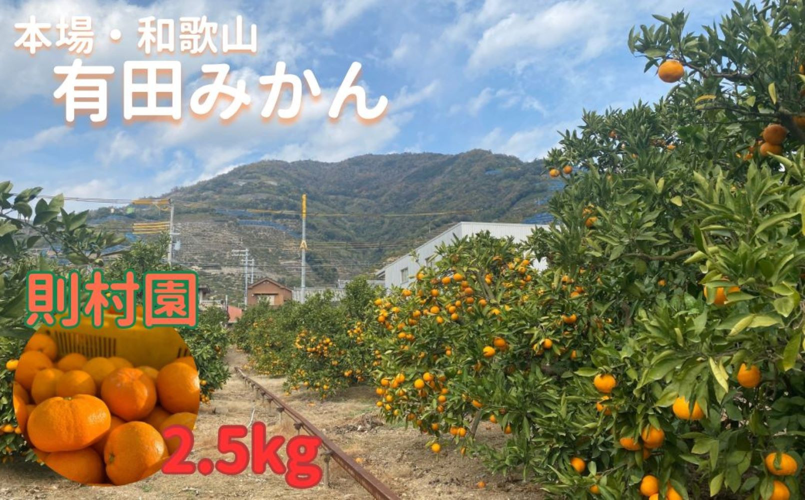 則村園産 有田みかん 2.5kg 温州みかん みかん 蜜柑 甘い 甘いみかん 有田 有田川町 和歌山