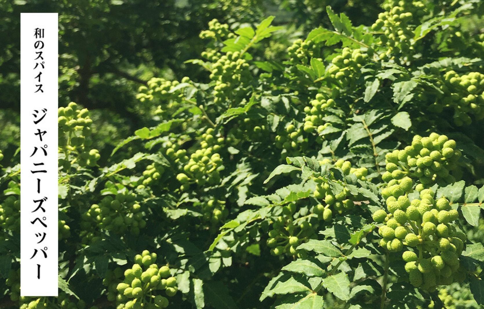 【6月下旬出荷予定】冷凍山椒 凍ってんじゃ ぶどう山椒 100g 和歌山県産 【みかんの会】