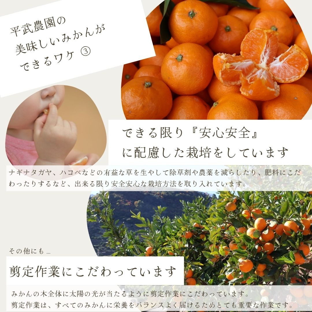 農家直送！なつみオレンジ 小玉10kg【平武農園】～蛍飛ぶ町から旬の便り～