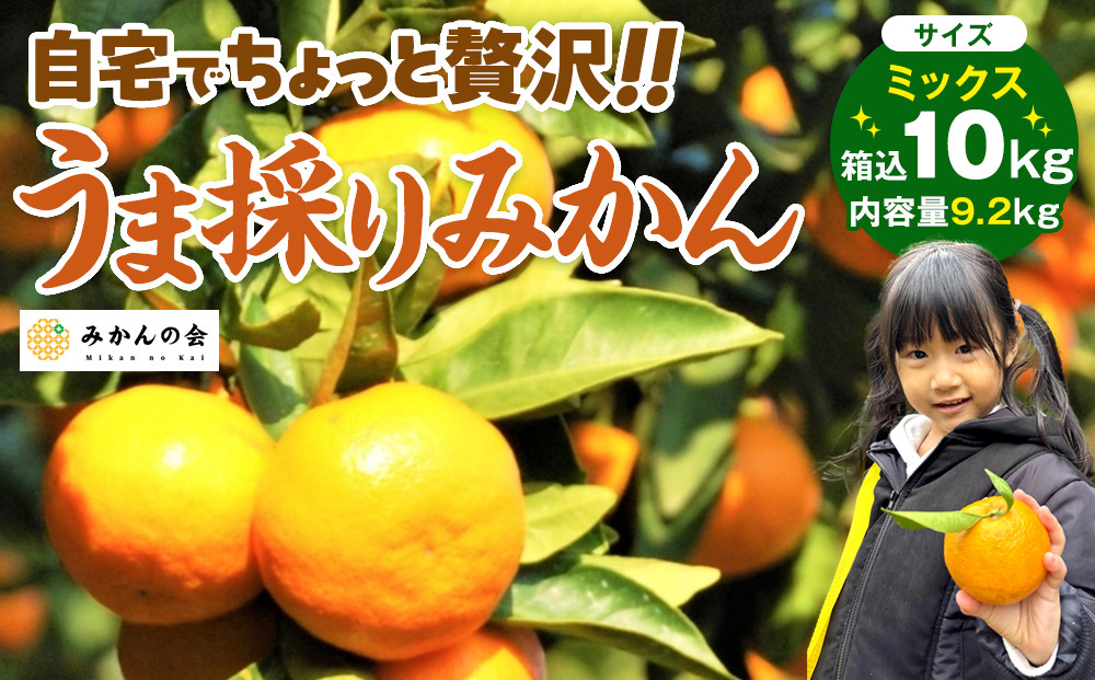 みかん うま採り 箱込約 10kg（内容量9.2kg） 光センサー選別 みかんの会厳選 サイズミックス 和歌山県産 産地直送 【みかんの会】［2026年11月中旬より順次出荷予定］