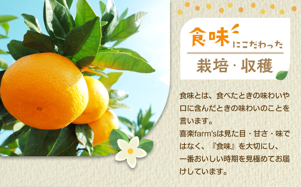 産地直送 有田みかん サイズ 不揃い 約3kg 喜楽farms 【2026年11月以降順次発送】