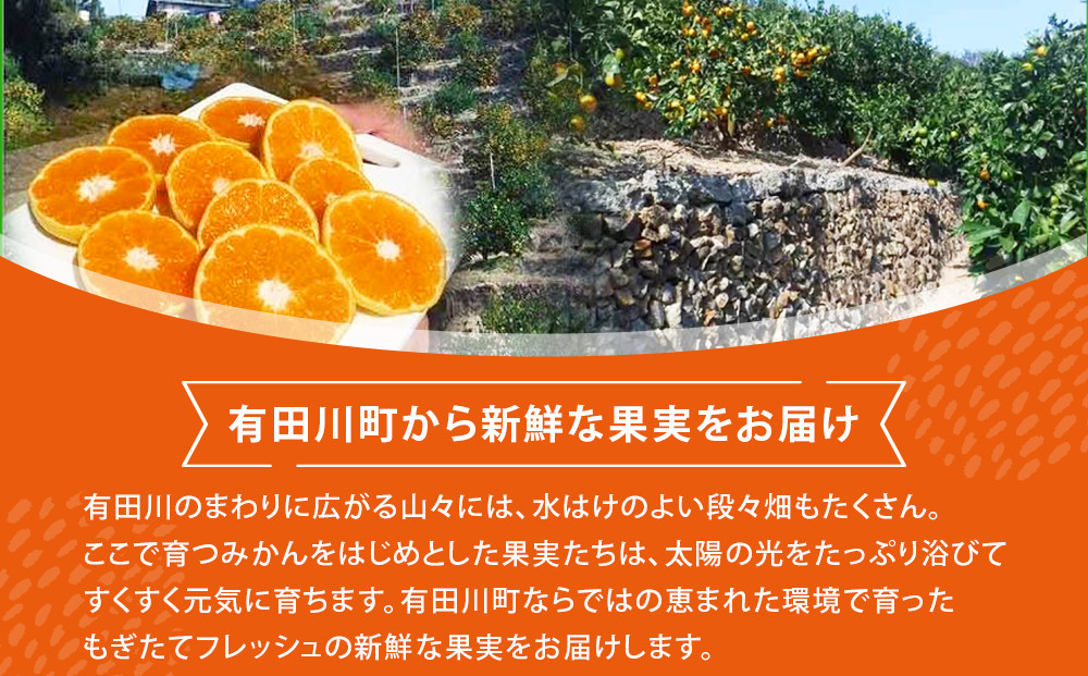 みかん の大トロ せとか 1.5kg 訳あり ブランド 和歌山 有田みかん 農家直送 オレンジ フルーツ 果物