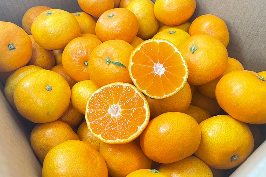 完熟有田みかん 約2kg 【2026年10月中旬頃より発送】【S～Ｌサイズおまかせ】