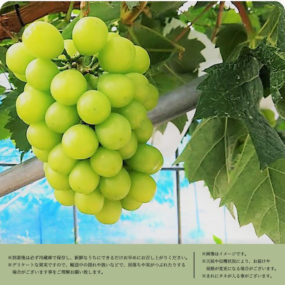 邏蟾樊怏逕ー逕」繧キ繝」繧、繝ウ繝槭せ繧ォ繝繝医邏3kg縲仙郁。御コ育エ縲代2026蟷エ8譛井ク区流莉・髯咲匱騾∽コ亥ョ壹