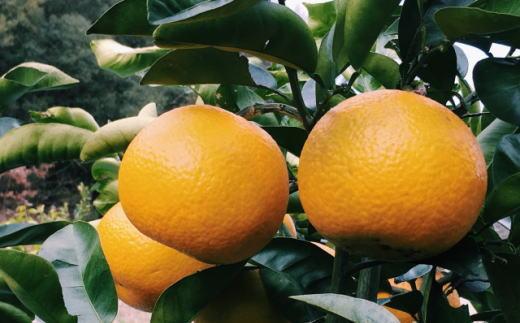 ［手選果］有田産の八朔10kg（Lまたは2Lサイズいずれかお届け）★2027年1月下旬より順次発送