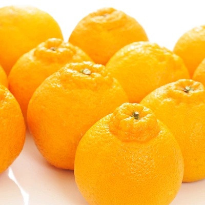 åæå±±æç°ã®æ¿å倧çãã³ãã³ 12ïœ15ç çŽ5kgå
è¡äºçŽïŒœïŒ»MS79w