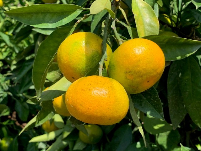 極早生みかん 赤秀品 Мサイズ 5kg