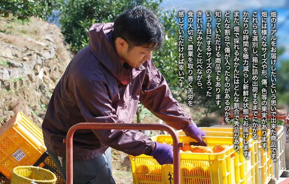 ã¿ãã æ¥µæ©ç å±±ããçŽé 箱蟌 2.5kg (å
容éçŽ 2.3kg) æ¡ãããŠãã®ãŸãŸããããèŠæ Œ æç°ã¿ãã åæå±±çç£ ãã¿ããã®äŒã2026幎10æäžæ¬é ããé æ¬¡çºéäºå®ïŒœ