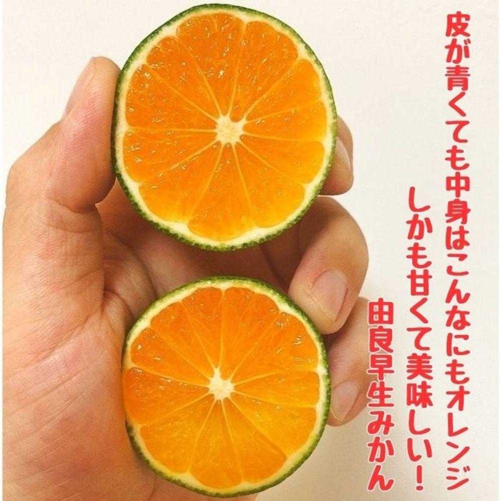 有田みかん 由良早生S～Lサイズ混合 約5kg 【2026年発送 先行予約】