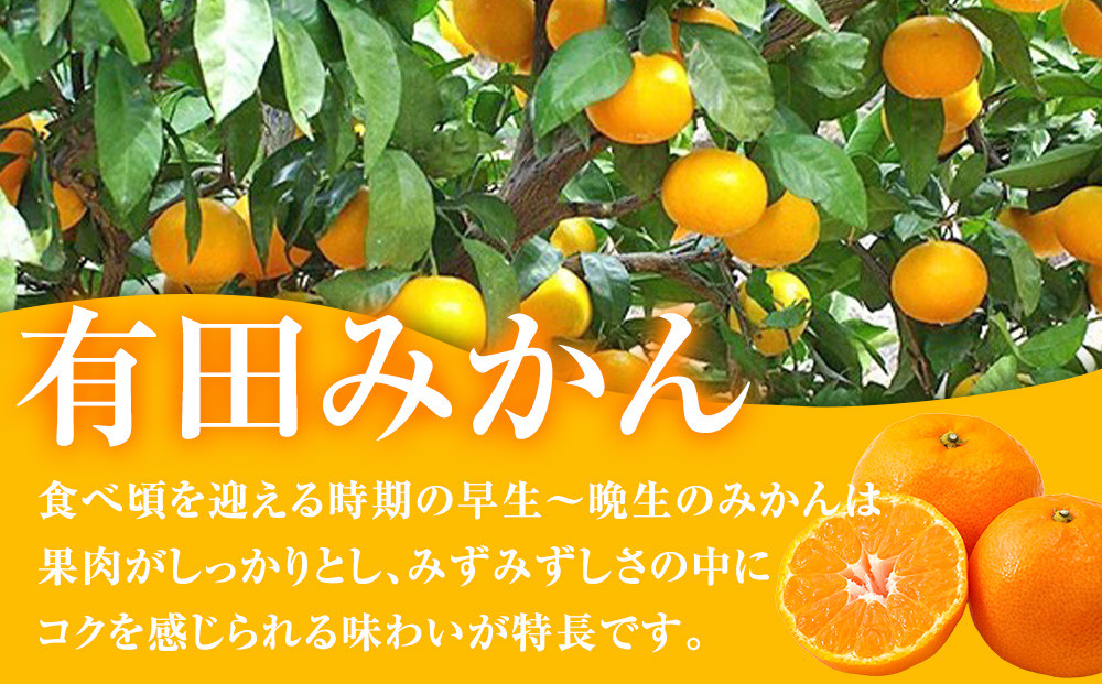 譛臥伐縺ソ縺九s蟆る摩蠎 譛臥伐縺ョ螟ェ髯スツョ繝輔ぃ繝溘Μ繝シ 譌ゥ逕溘∪縺溘ッ譎ゥ逕 譛臥伐縺ソ縺九s 9.5kgシ玖」懷─蛻100g 螻ア謗。繧後サ繧オ繧、繧コ繝サ遲臥エ 豺キ蜷