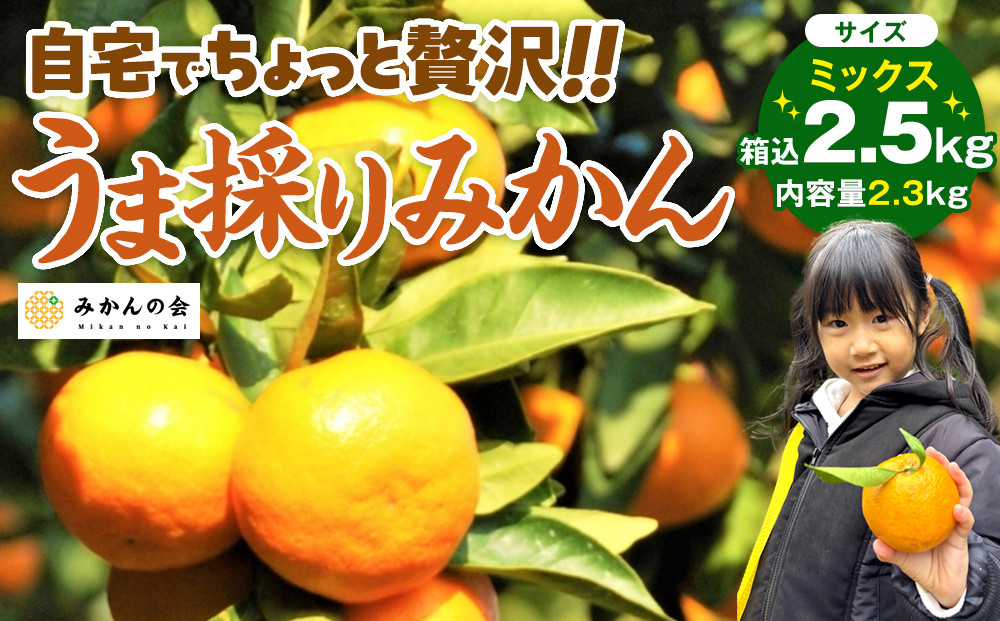 みかん うま採り 箱込約 2.5kg（内容量2.3kg） 光センサー選別 みかんの会厳選 サイズミックス 和歌山県産 産地直送 【みかんの会】［2026年11月中旬より順次出荷予定］