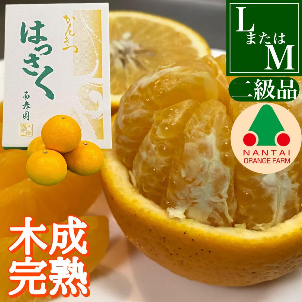 ちょっと 傷あり 4月 まで 木成 完熟 させた 有田 はっさく 8玉 または 10玉 化粧箱 南泰園 みかん