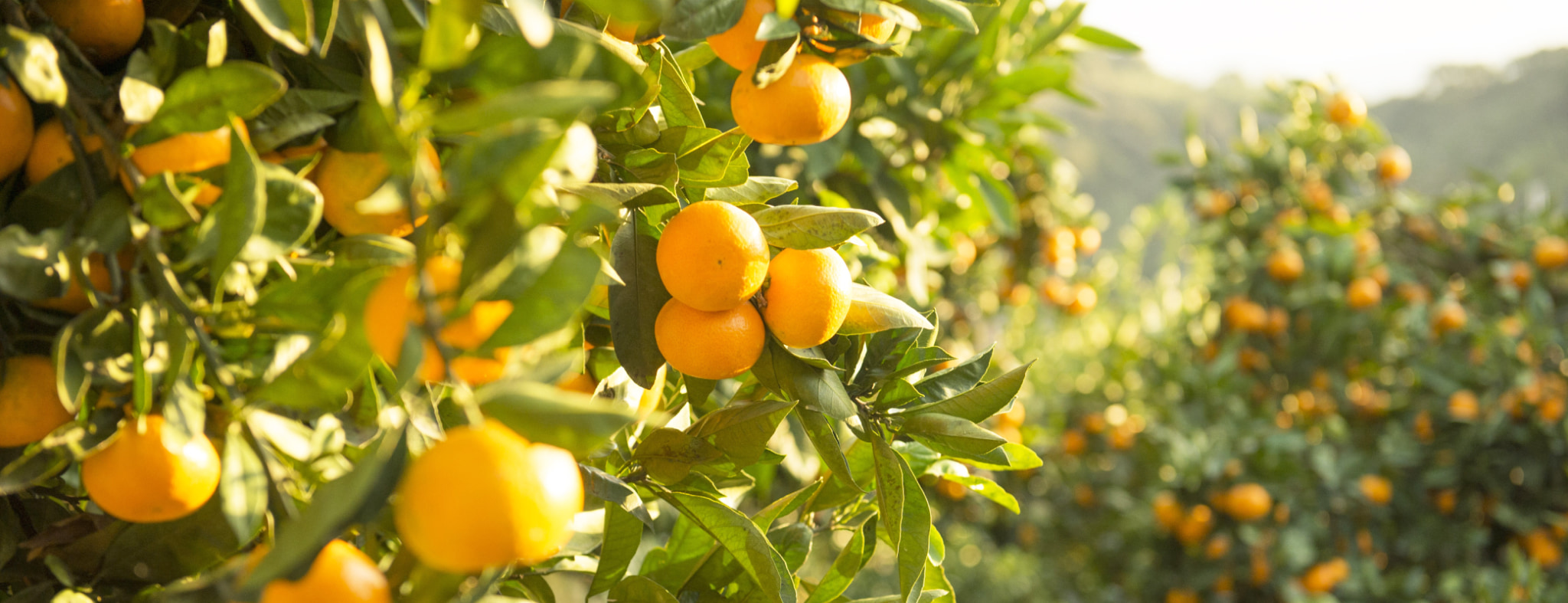 和歌山県有田川町