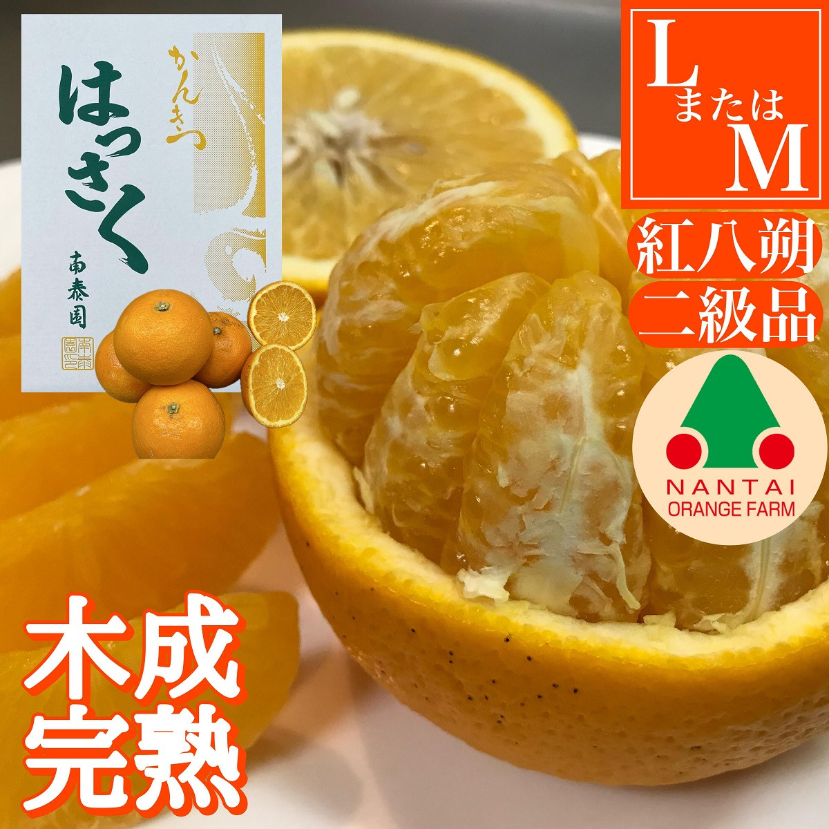 ちょっと 傷あり 木成完熟 紅はっさく L × 8玉 または M × 10玉 サイズ 化粧箱【2026年4月上旬～発送】