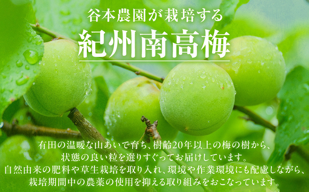 手もぎ 完熟南高梅 20kg L～2Lサイズ 谷本農園