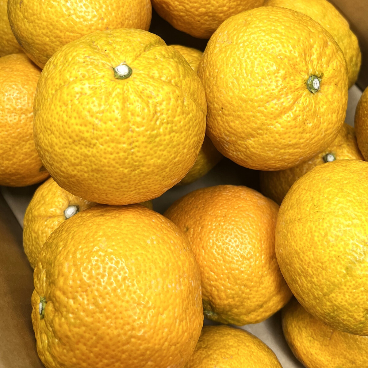 じゃばら 2kg (11～18玉)