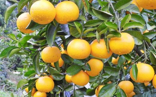 ［数量限定］有田産早生八朔約10kg（サイズ混合）★2026年12月中旬頃より順次発送