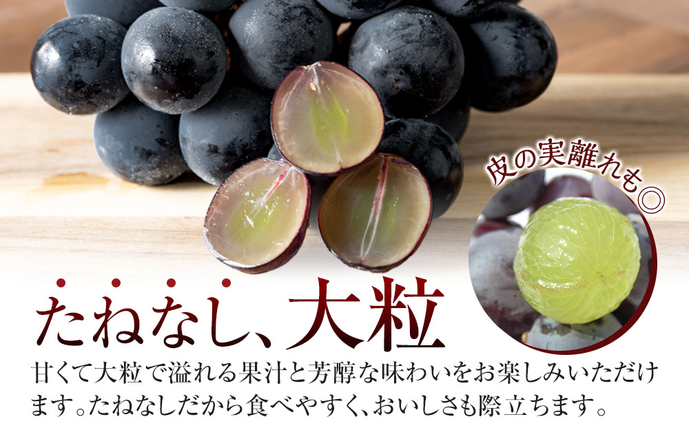 ［先行予約］［新鮮・産直］有田巨峰村の朝採りたねなしピオーネ　約2kg★2026年８月中旬頃より順次発送