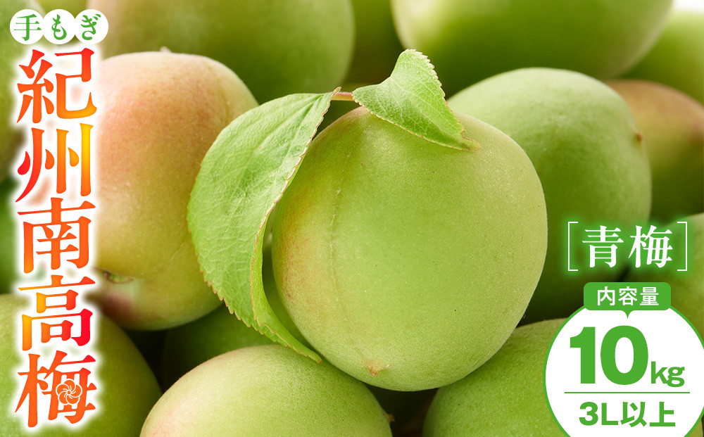 手もぎ 青梅 南高梅 10kg 大粒 3Lサイズ 以上 谷本農園