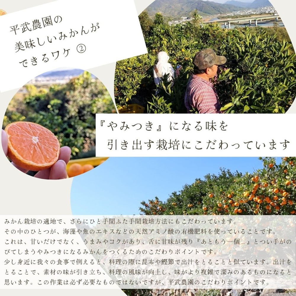 農家直送！なつみオレンジ 小玉5kg【平武農園】～蛍飛ぶ町から旬の便り～