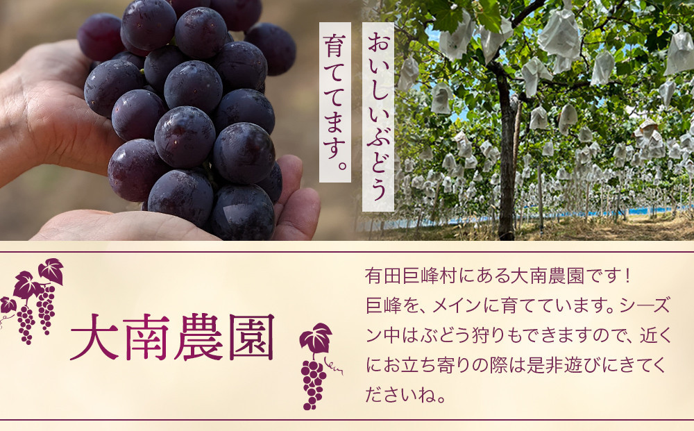 【先行予約】朝採り 巨峰 約1kg (2～3房) 有田巨峰村 大南農園【2026年8月中旬頃より順次発送】