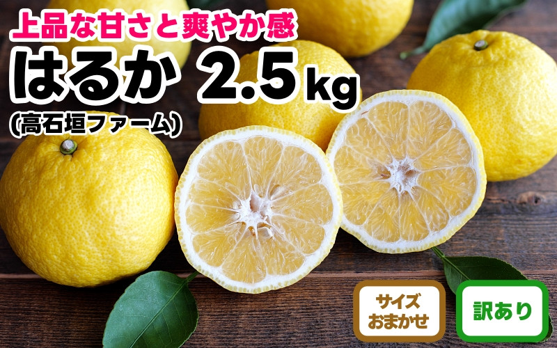 訳あり はるか 2.5kg M～2Lサイズおまかせ 高石垣ファーム