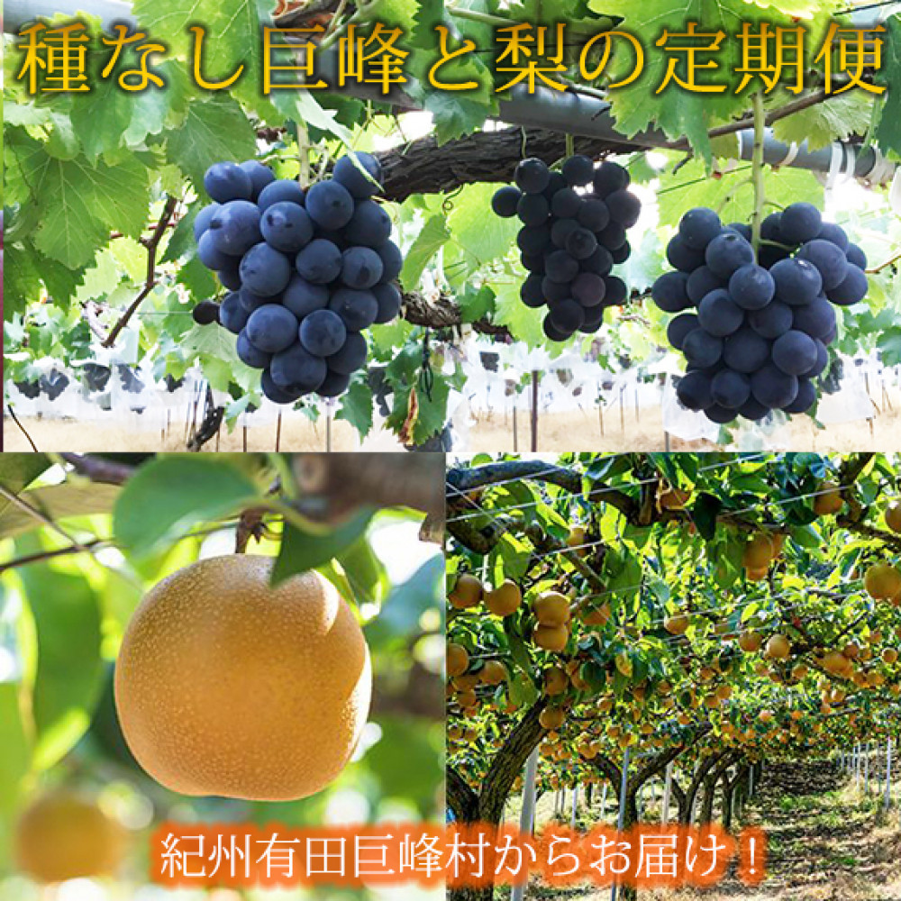 定期便 8・9月発送 紀州有田産旬のフルーツセット（種なし巨峰×約2kg・梨×約2kg 化粧箱入）