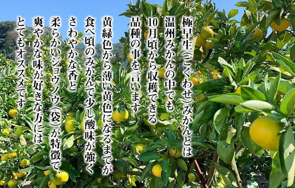 小玉みかん 極早生 箱込 2.5kg (内容量約 2.3kg) 3S～Sサイズ混合 秀品 優品 混合 有田みかん 和歌山県産 【みかんの会】［2026年10月上旬頃より順次発送予定］