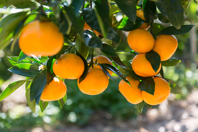 [秀品]和歌山有田みかん約5kg(MまたはLサイズ) ★2026年11月中旬頃より順次発送［TM98w］