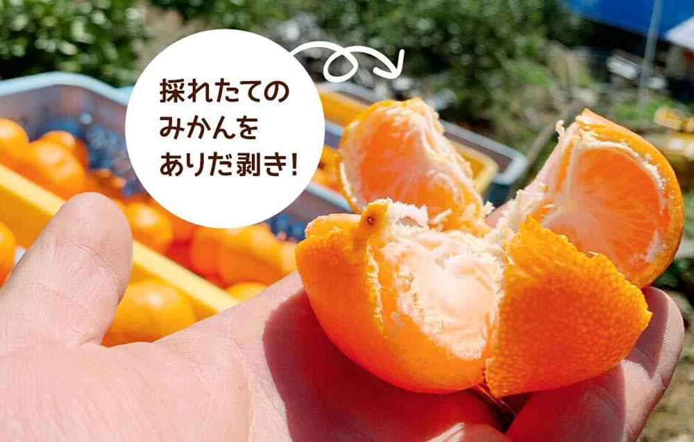 みかん Lサイズ 秀品 箱込 10kg (内容量約 9.2kg) 有田みかん 和歌山県産 産地直送 贈答用 ［2026年11月中旬より順次出荷予定］［みかんの会］