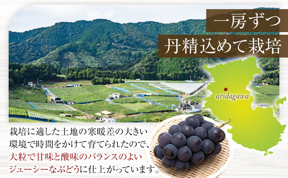 ［先行予約］[新鮮・産直]和歌山有田産のたねなし巨峰約1kg★2026年8月上旬頃より順次発送