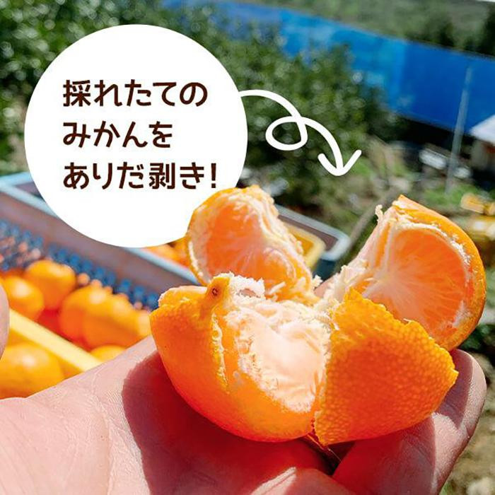 みかん Lサイズ 秀品 箱込 5kg (内容量約 4.4kg) 有田みかん 和歌山県産 産地直送 贈答用 ［2026年11月中旬より順次出荷予定］［みかんの会］