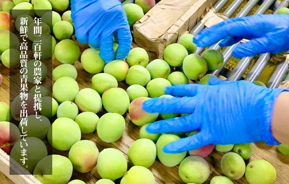 ［2026年6月上旬出荷］青梅 南高梅 3kg 秀品 3Lまたは2Lサイズ 和歌山県産 A品 梅酒作り用 梅ジュース作り用