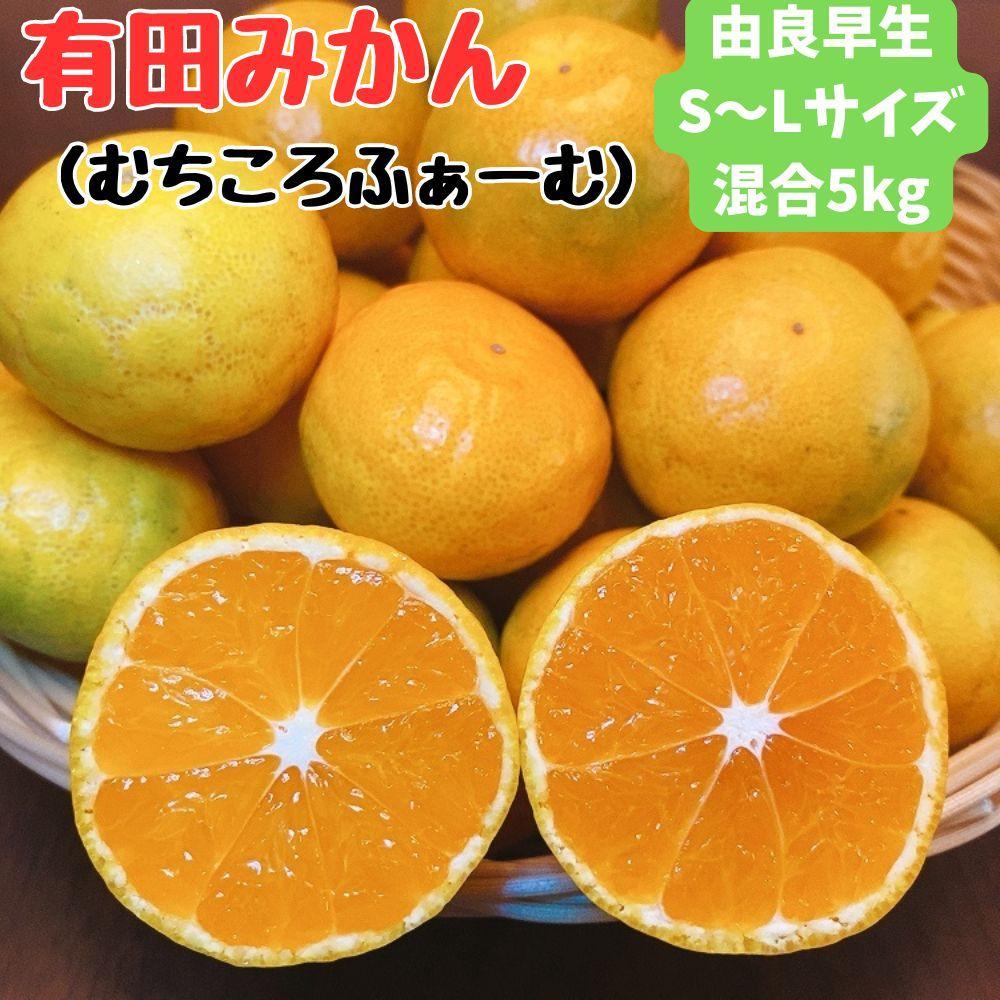 有田みかん 由良早生S～Lサイズ混合 約5kg 【2026年発送 先行予約】