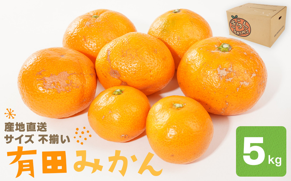 産地直送 有田みかん サイズ 不揃い 約5kg 喜楽farms 【2026年11月以降順次発送】