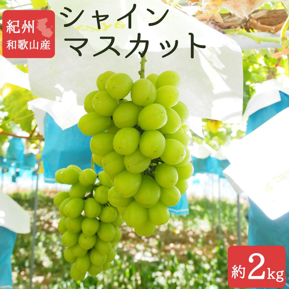 紀州有田産シャインマスカット　約2kg【先行予約】【2026年8月下旬以降発送予定】