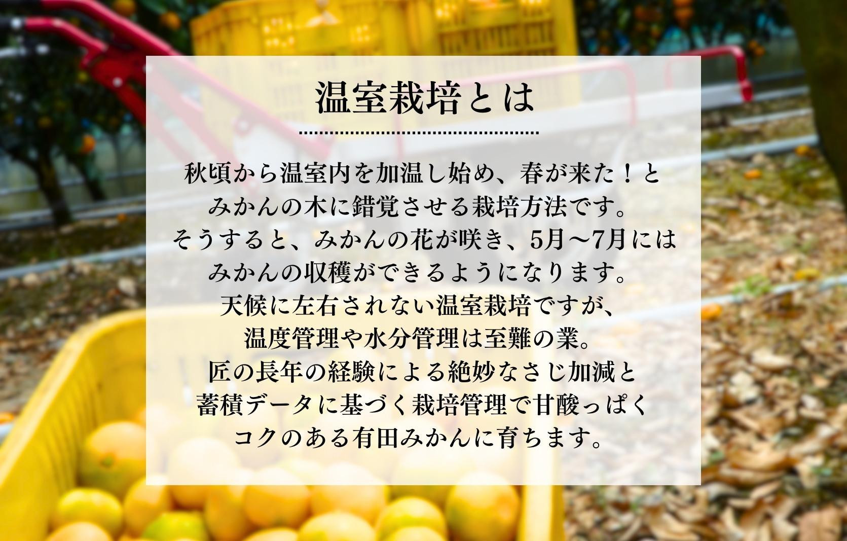 【母の日ギフト】ハウスみかん 温室栽培 夏の有田みかん 1kg 秀品 L M Sサイズのいずれか 和歌山県産 産地直送 【みかんの会】