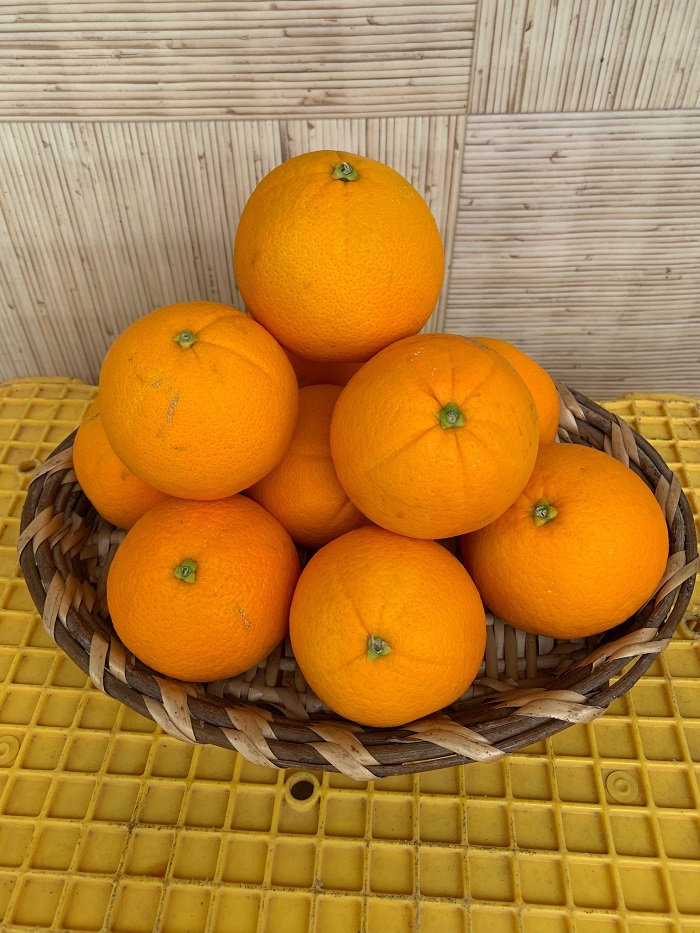 完熟ネーブルオレンジ 赤秀品 5kg（М・L・2L/サイズ指定不可）