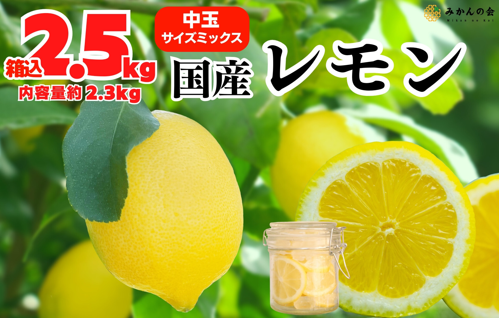 レモン 中玉 国産 箱込2.5kg(内容量約2.3kg) 秀品 L 2L 3L サイズミックス 和歌山県有田産 【みかんの会】
