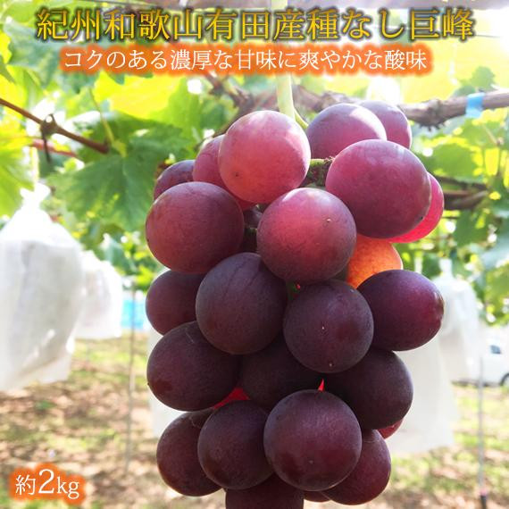 紀州有田産の種なし巨峰ぶどう約２kg【先行予約】【2026年8月中旬以降発送予定】