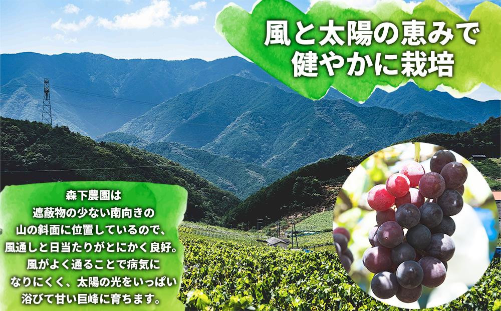 【先行予約】有田産 巨峰 約 2kg 有田巨峰村 森下農園 ぶどう 送料無料 フルーツ★2026年8月下旬から順次発送