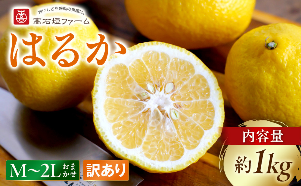 訳あり はるか 1kg M～2Lサイズおまかせ 高石垣ファーム