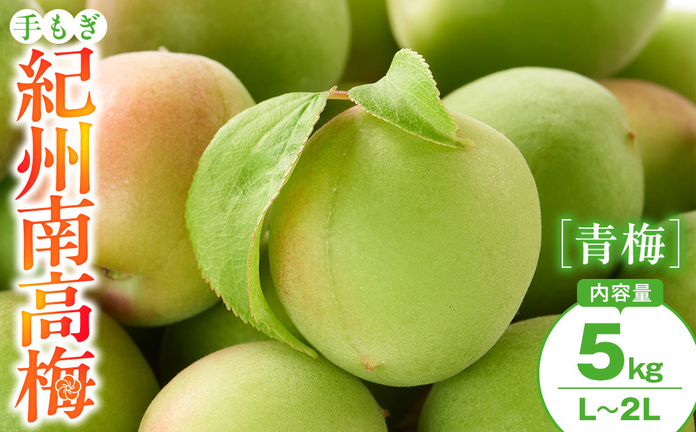 手もぎ 青梅 南高梅 5kg L～2Lサイズ 谷本農園