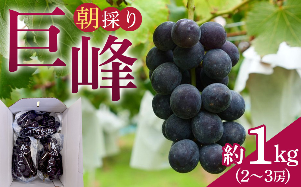 【先行予約】朝採り 巨峰 約1kg (2～3房) 有田巨峰村 大南農園【2026年8月中旬頃より順次発送】