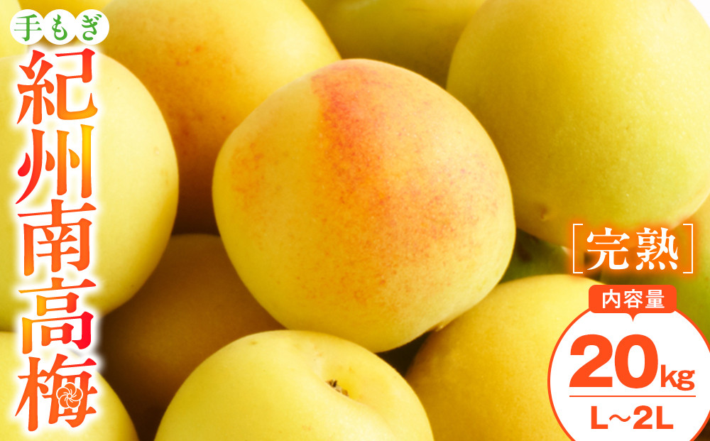 手もぎ 完熟南高梅 20kg L～2Lサイズ 谷本農園